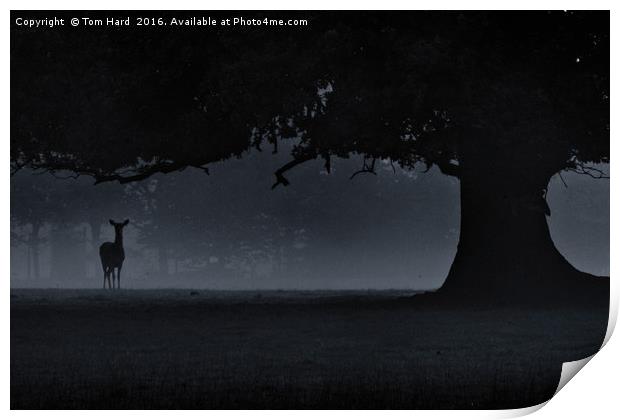 The Doe in the mist Print by Tom Hard