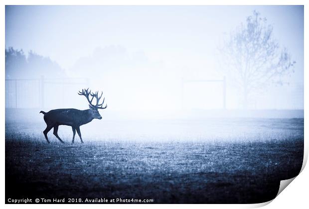 The Lonely Stag Print by Tom Hard