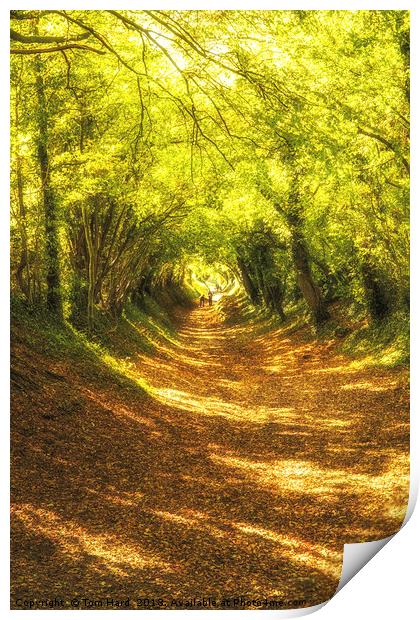 Autumn Tunnel Print by Tom Hard