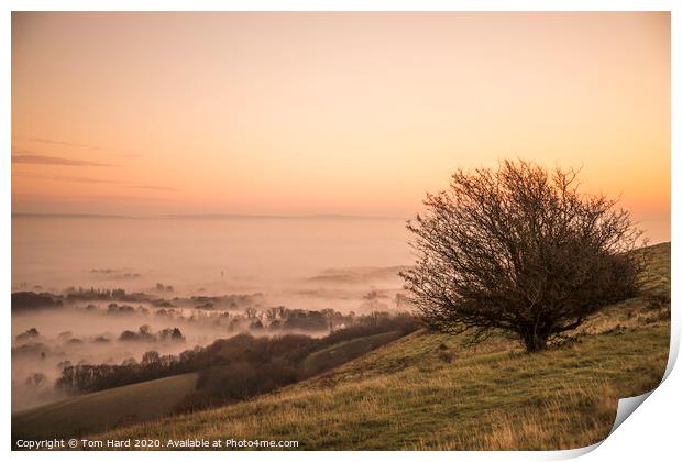 Misty Morning in Sussex Print by Tom Hard