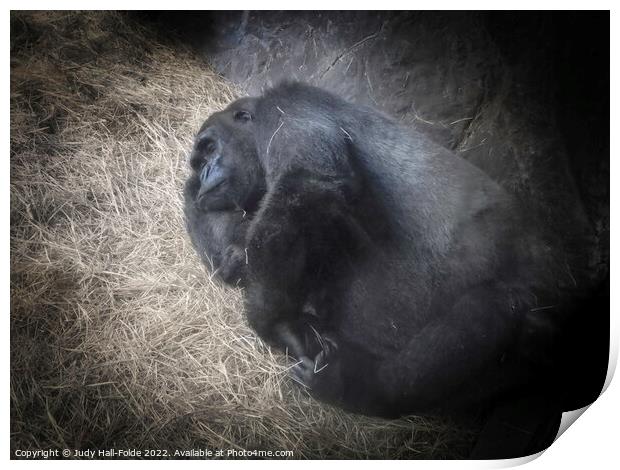 Napping Ape Print by Judy Hall-Folde