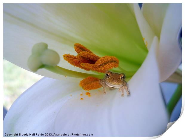 Frog in the Lily Print by Judy Hall-Folde