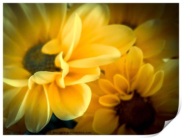 Spring Mums Print by Judy Hall-Folde