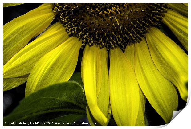 Slice of a Sunflower Print by Judy Hall-Folde