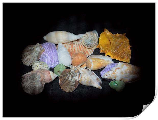 Colorful Shells Print by Judy Hall-Folde