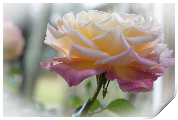 Rose Bathed in Light Print by Judy Hall-Folde