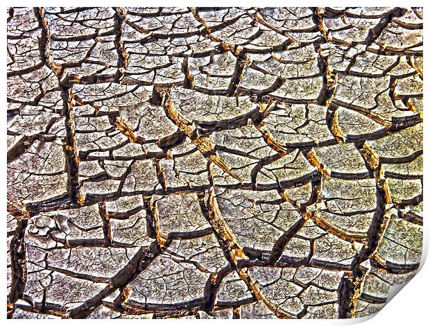 Drought Print by Judy Hall-Folde