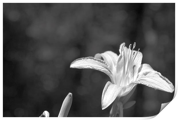 Tiger Lily Black and White Print by Judy Hall-Folde