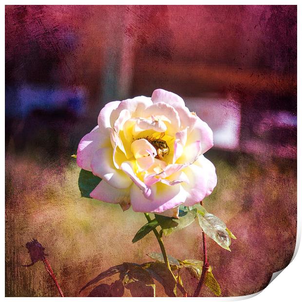 Snug in a Rose Print by Judy Hall-Folde