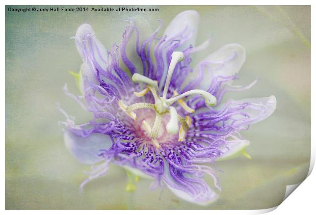  Passion Flower Print by Judy Hall-Folde