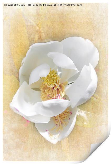  Sweet Southern Magnolia Print by Judy Hall-Folde