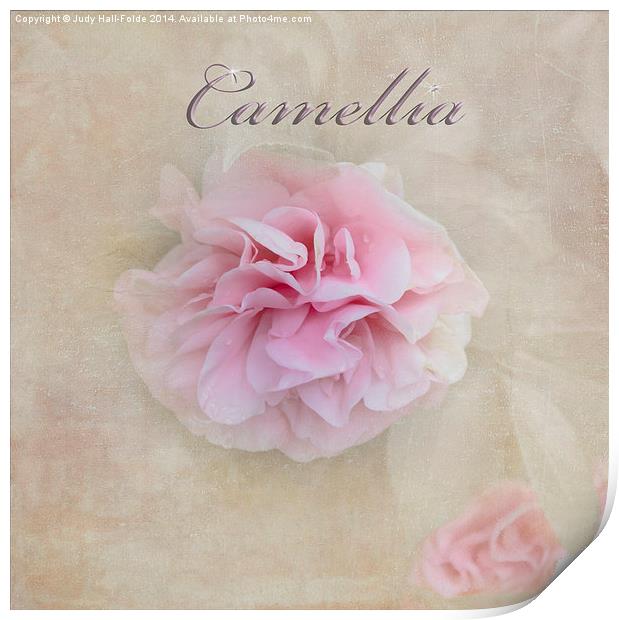  Camellia Print by Judy Hall-Folde