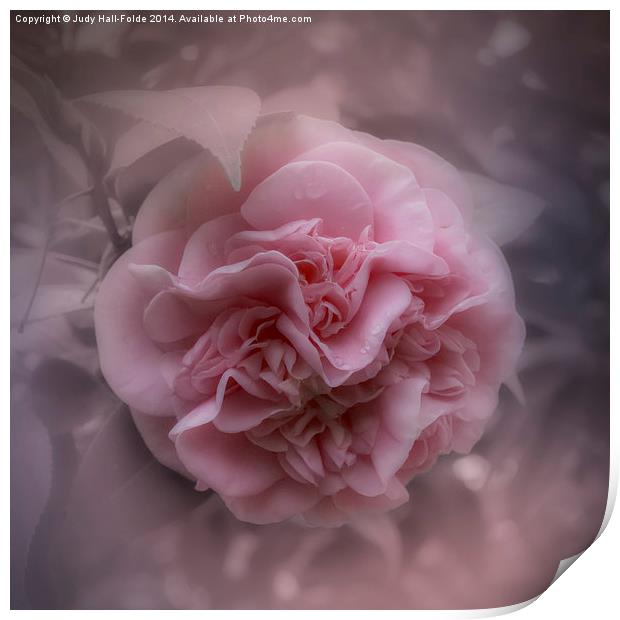  Pink Camellia Print by Judy Hall-Folde