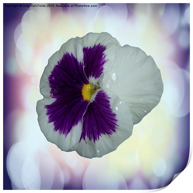  Purple and White Pansy Print by Judy Hall-Folde