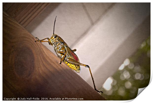 Easter Lubber Print by Judy Hall-Folde