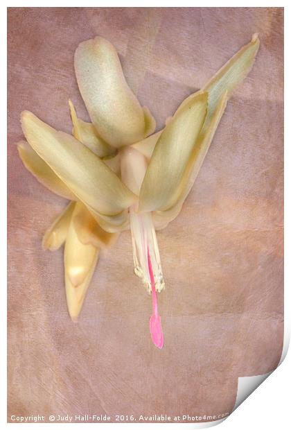 Cactus Bloom Print by Judy Hall-Folde