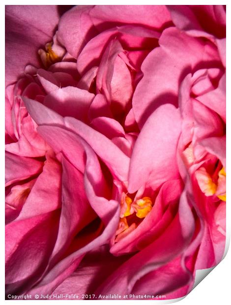 Camellia Close Print by Judy Hall-Folde