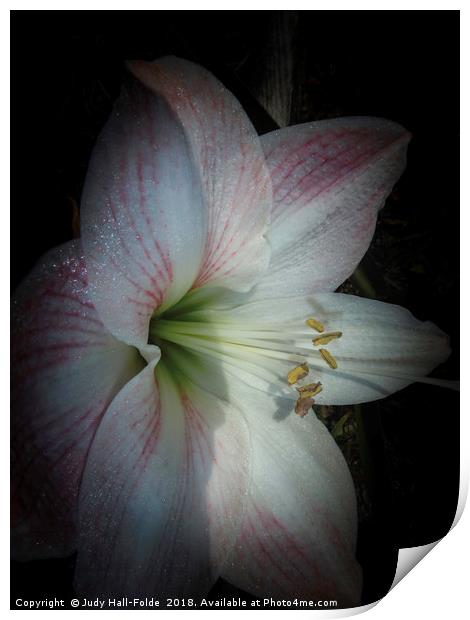 Spring Morning Amaryllis Print by Judy Hall-Folde