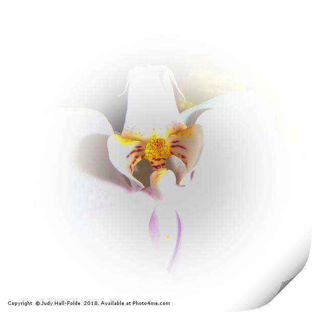 Heart of the Orchid Print by Judy Hall-Folde