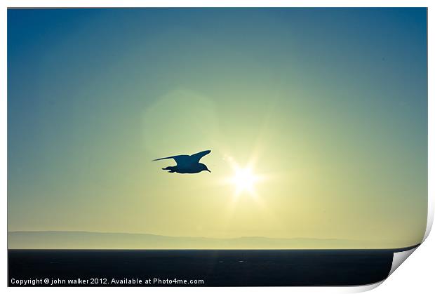 Single Gull Print by john walker