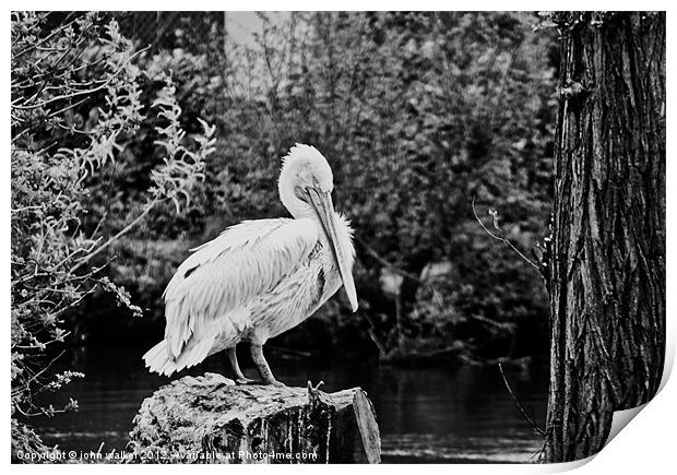 Great White Pelican Print by john walker