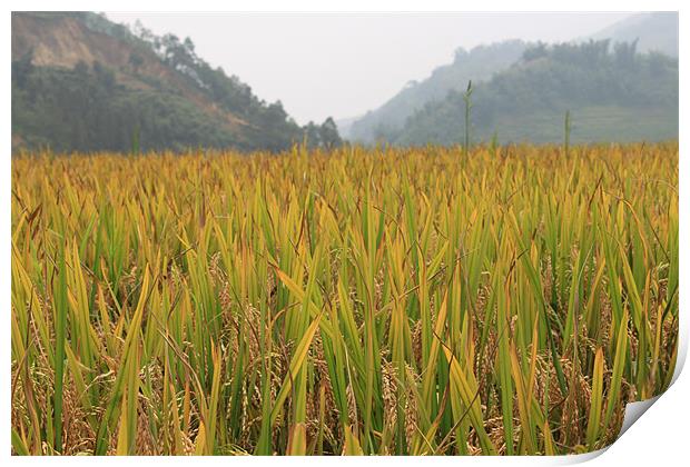 Corn field in Vietnam Print by Stephanie Haines