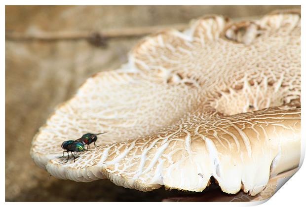 Two flies on a mushroom Print by Stephanie Haines