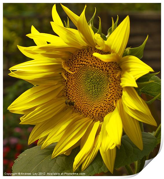 Sunny Sunflower Print by Andrew Ley