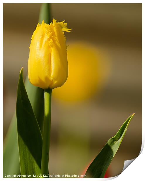Yellow Tulip Print by Andrew Ley