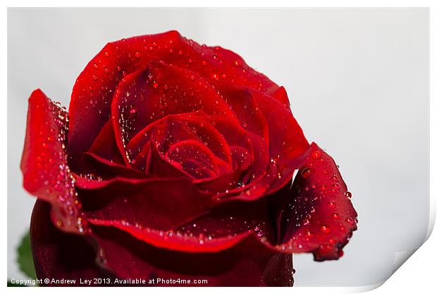 Red Rose and water droplets Print by Andrew Ley