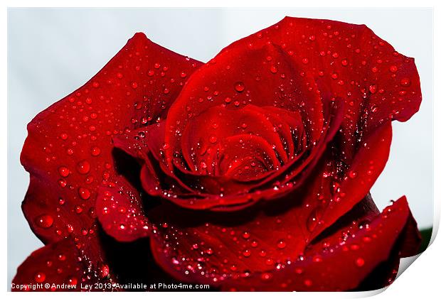 Water drops on red rose Print by Andrew Ley