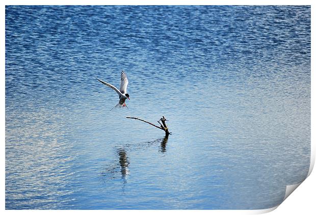 tern Print by carl blake