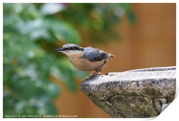 young nuthatch Print by carl blake