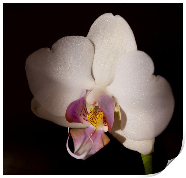 White Orchid Print by claire lukehurst