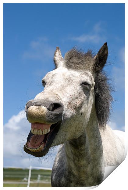 Laughing Connemara pony Print by Digitalshot Photography