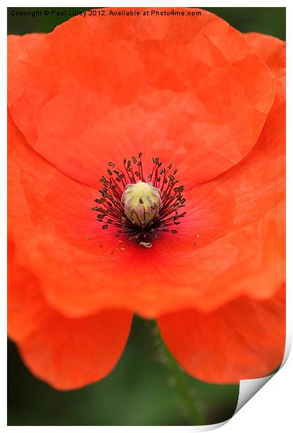 Vibrant Red Poppy Blooming in Norfolk Print by Digitalshot Photography