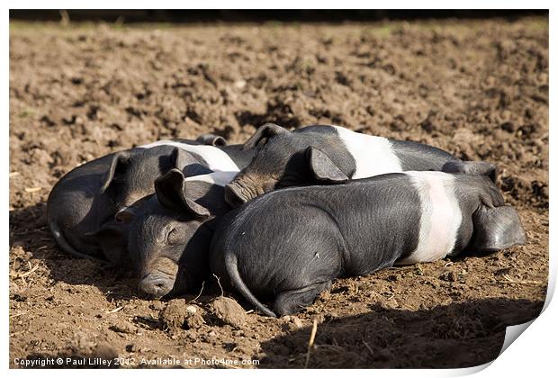Lazy Little Pigs! Print by Digitalshot Photography