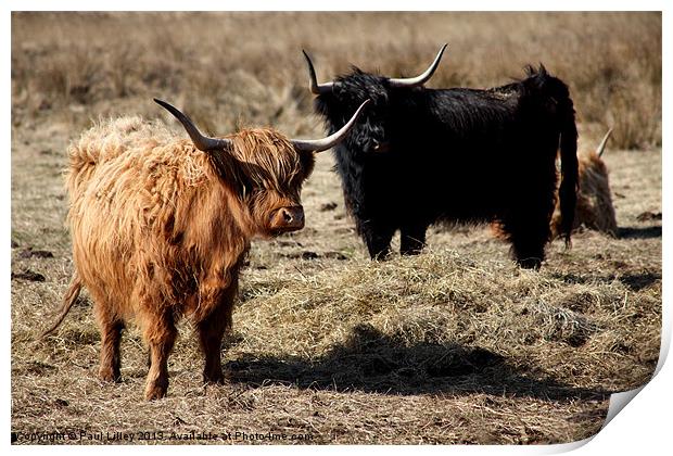 Majestic Highland Cattle Bask in Evening Glow Print by Digitalshot Photography