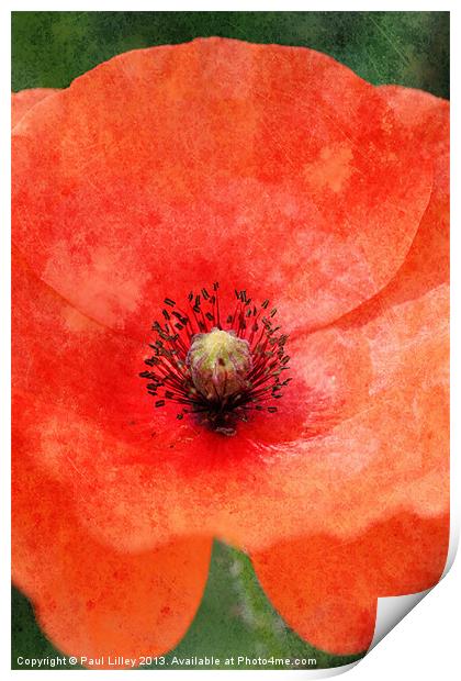 Norfolks Vintage Poppy Print by Digitalshot Photography