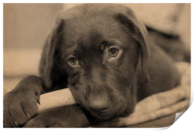 Chocolate Labrador Retriever Print by Digitalshot Photography