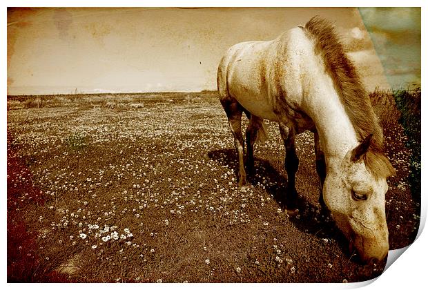 Majestic Grey Pony Print by Digitalshot Photography