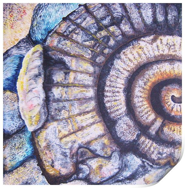 Ammonite Life Study Print by Phiip Nolan