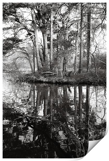 Trees and reflections Print by Chris Martin