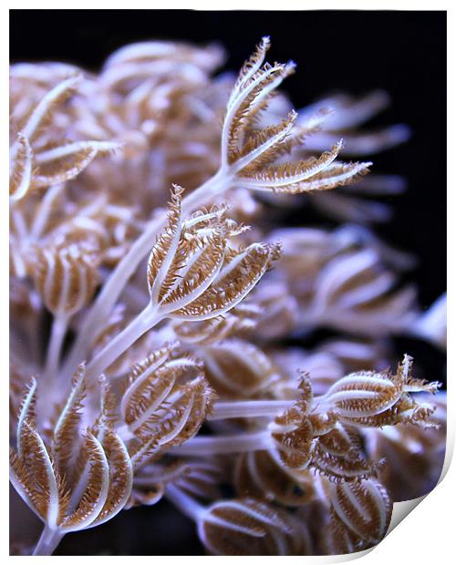 Feathery Sea Weed Print by Rachel Webb