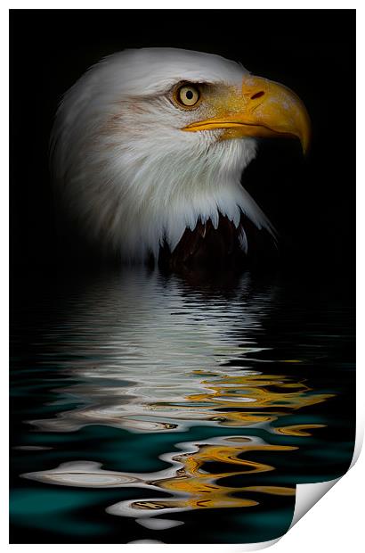 bald eagle iPhone Case Print by pixelviii Photography