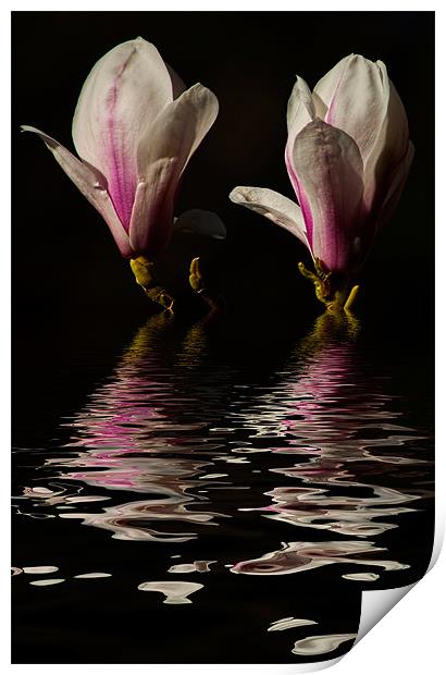 Magnolia iPhone Case Print by pixelviii Photography
