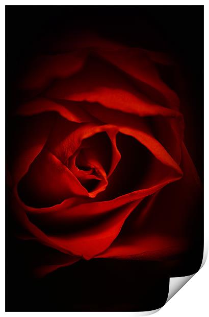 Red Rose IPhone Case Print by pixelviii Photography
