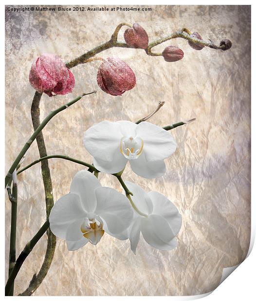 Phalaenopsis - Common or Garden Orchid Print by Matthew Bruce