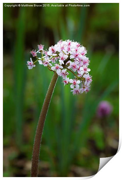 Spring Floral 2 - Indian Umbrella Plant Print by Matthew Bruce