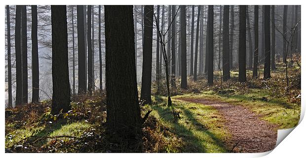 Whinlatter Forest Print by james green